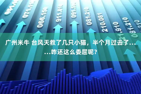 广州米牛 台风天救了几只小猫，半个月过去了……咋还这么委屈呢？